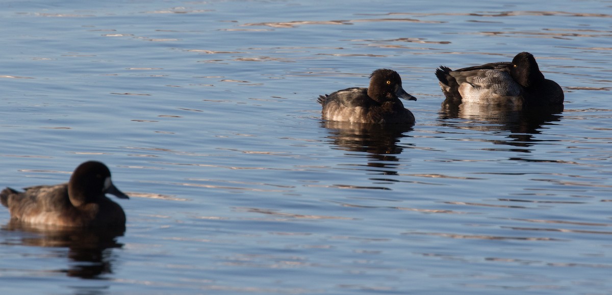 Tufted Duck - ML198480391