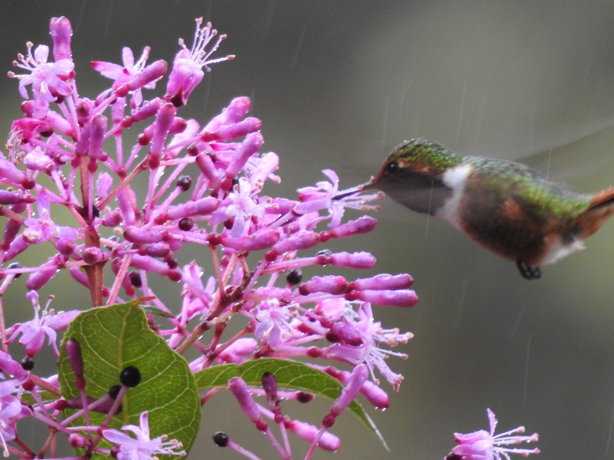 Scintillant Hummingbird - ML198482141