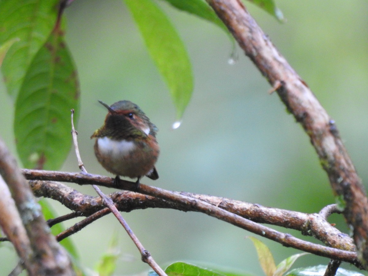 Scintillant Hummingbird - ML198482171