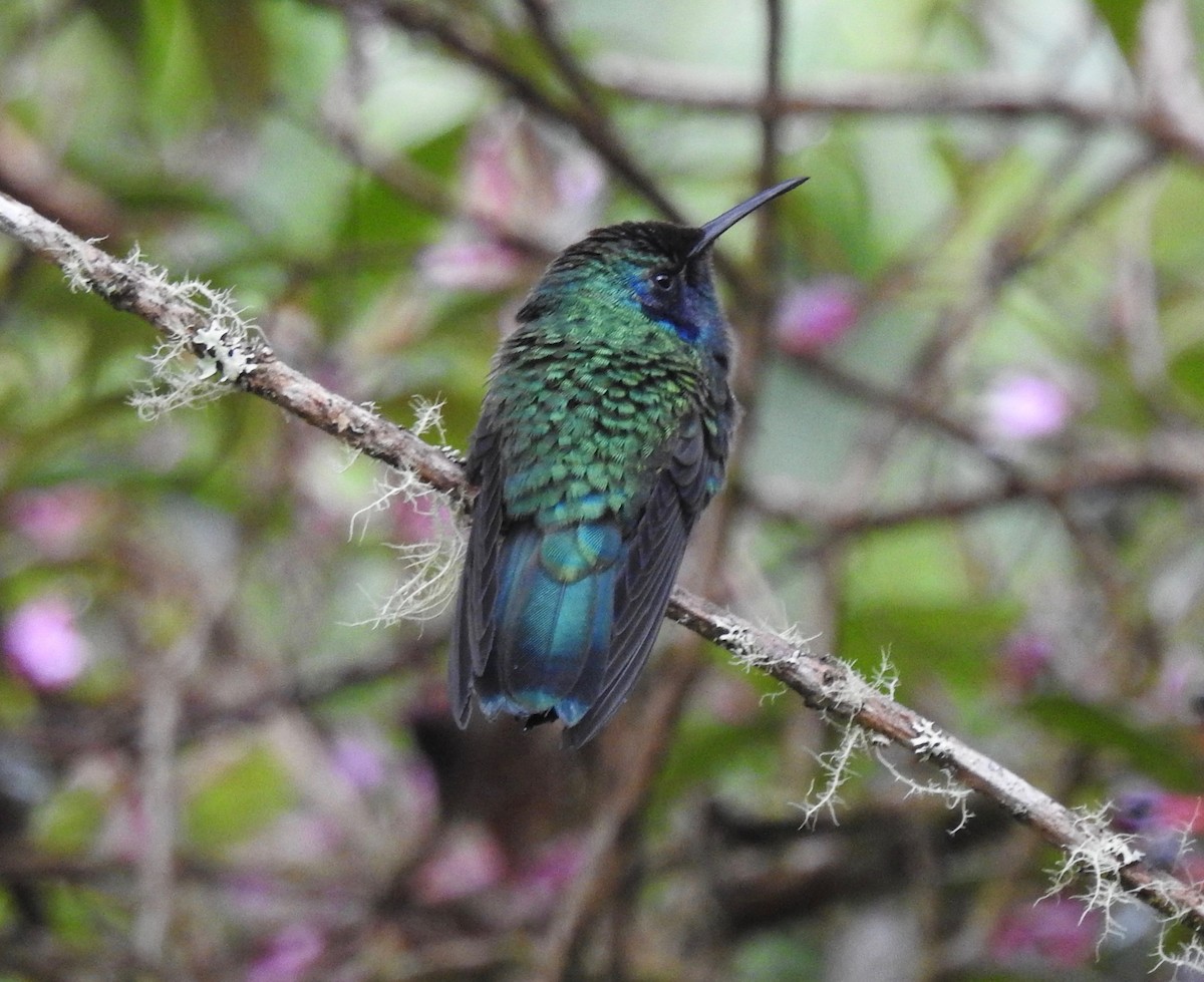 Lesser Violetear - ML198482261