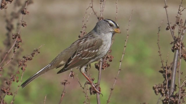 White-crowned Sparrow (pugetensis) - ML198482691