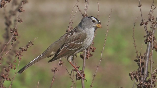 Porsuk Serçesi (pugetensis) - ML198482691