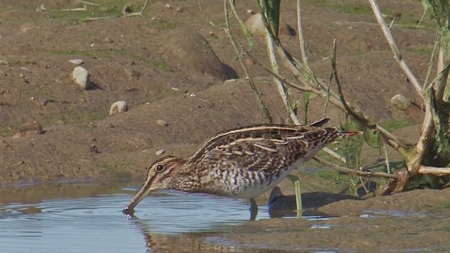 Wilson's Snipe - ML198484851