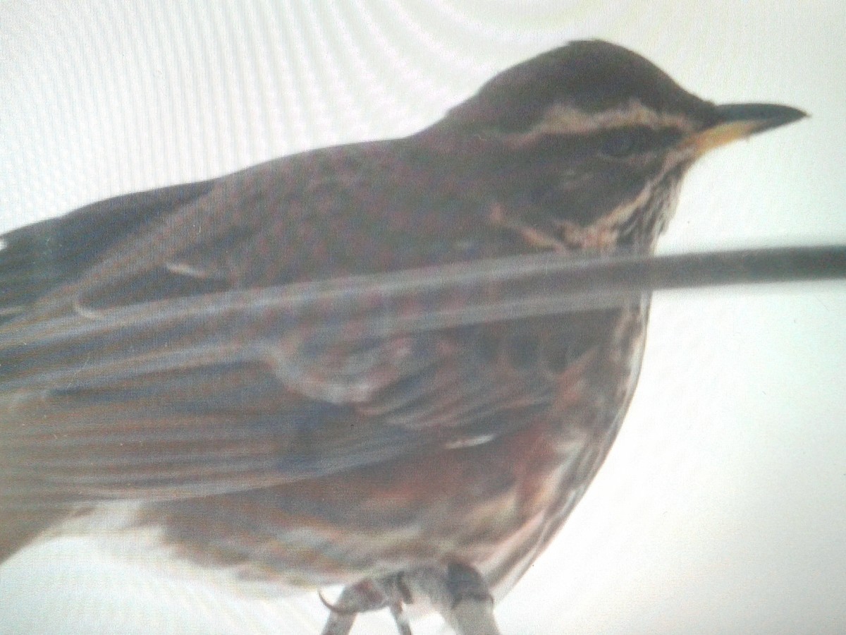 Redwing (Icelandic) - ML198485351