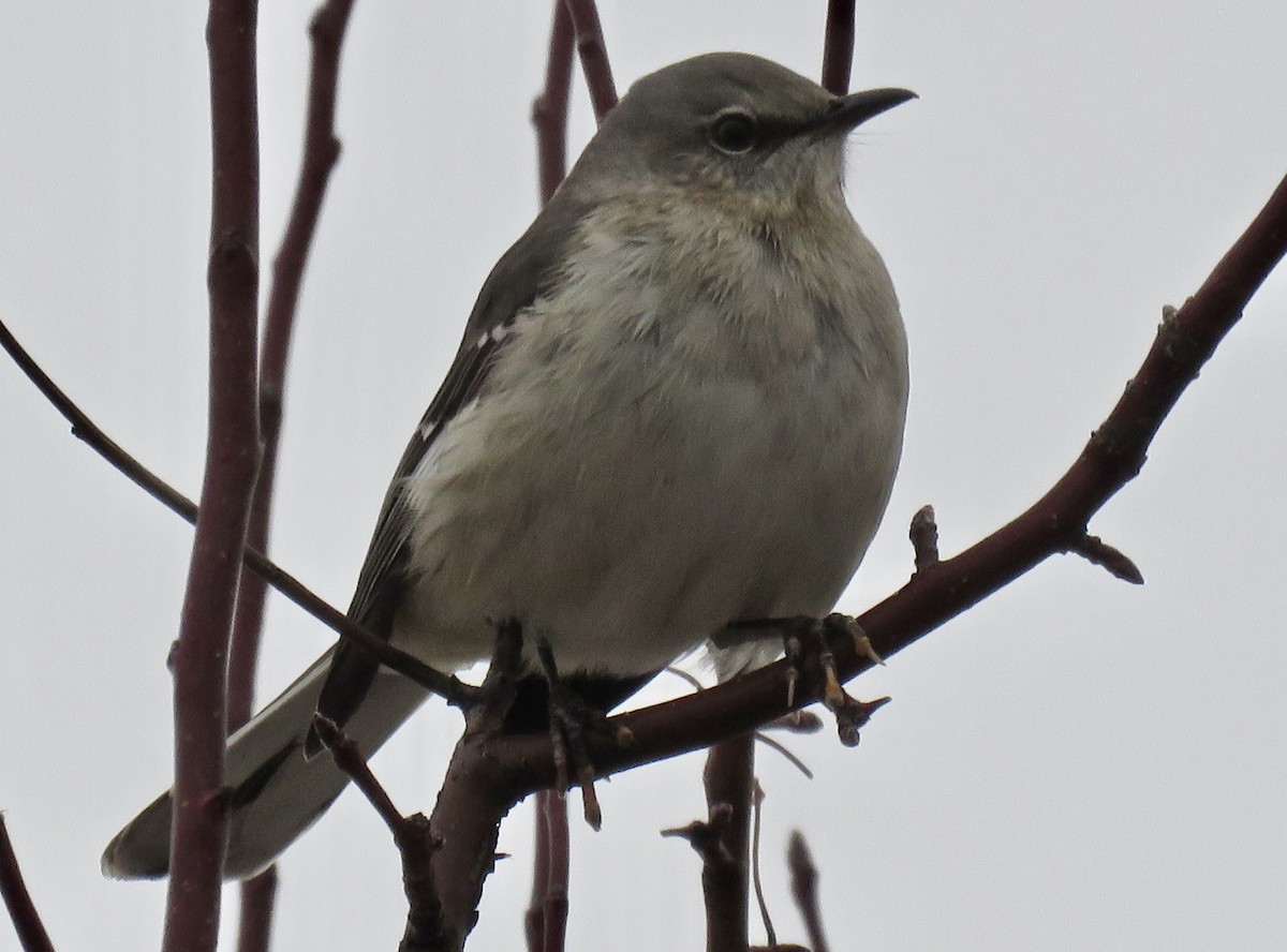 Northern Mockingbird - ML198485481