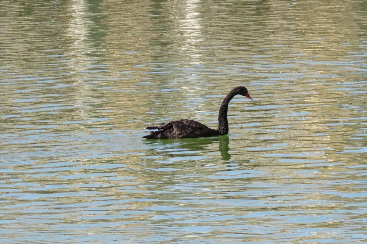 Black Swan - Elena Cuxart Soriano