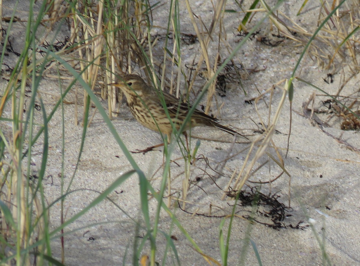 American Pipit - ML198485781