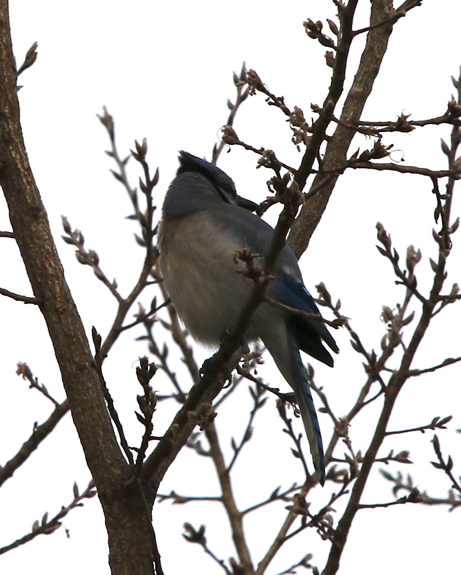 Blue Jay - ML198488361