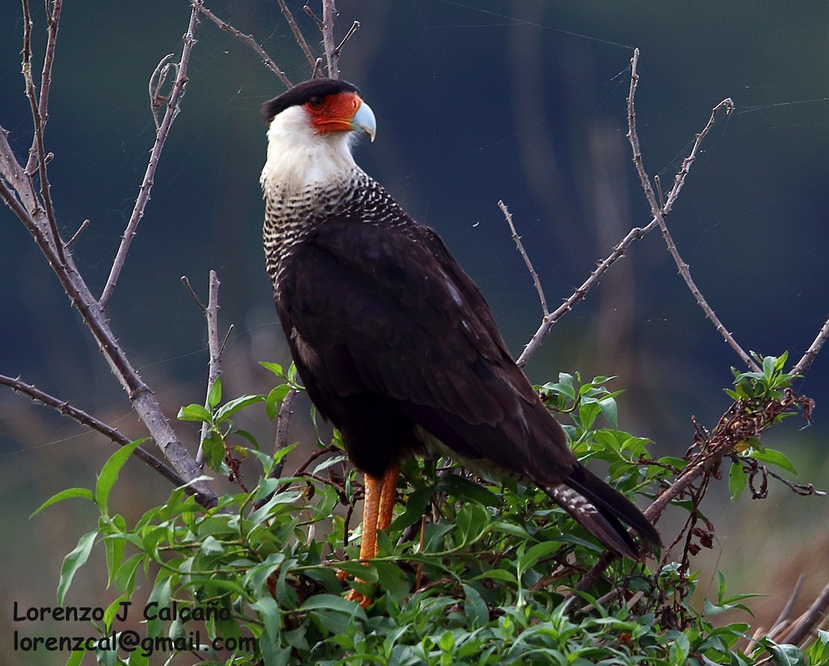 Caracara Carancho (norteño) - ML198489971