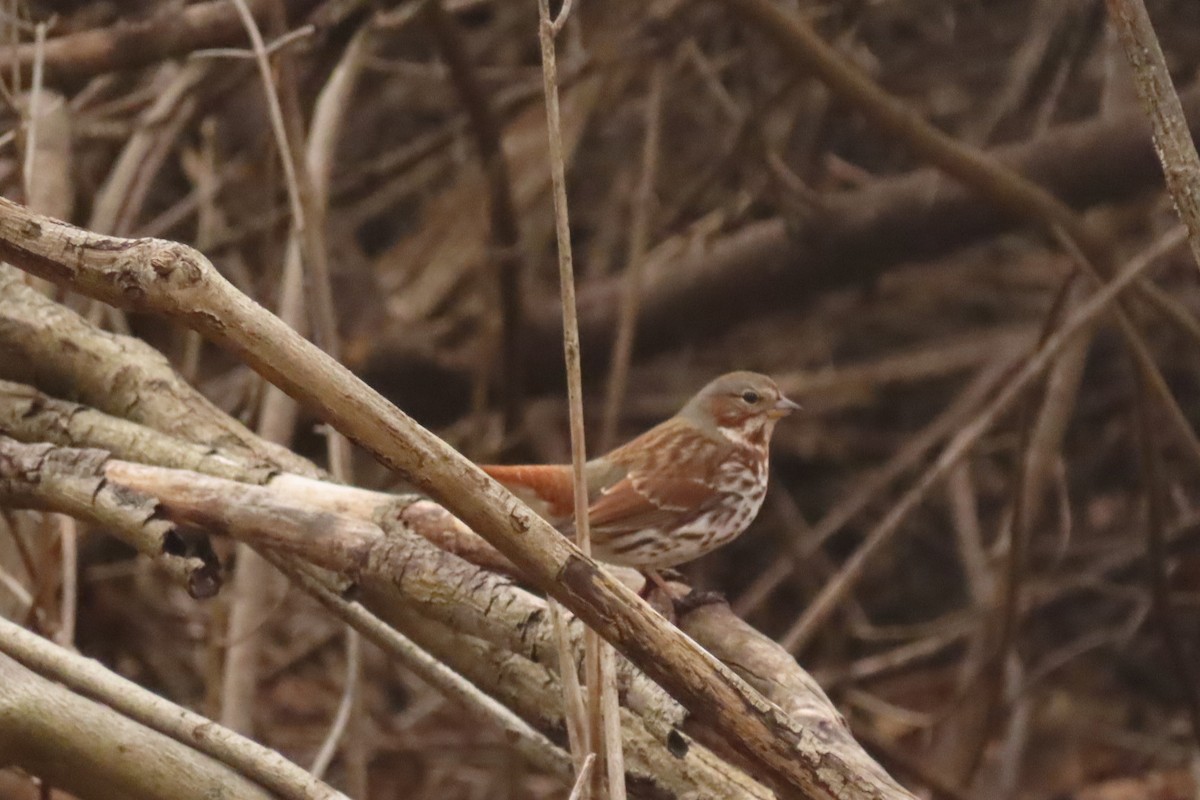 Fox Sparrow - ML198491451