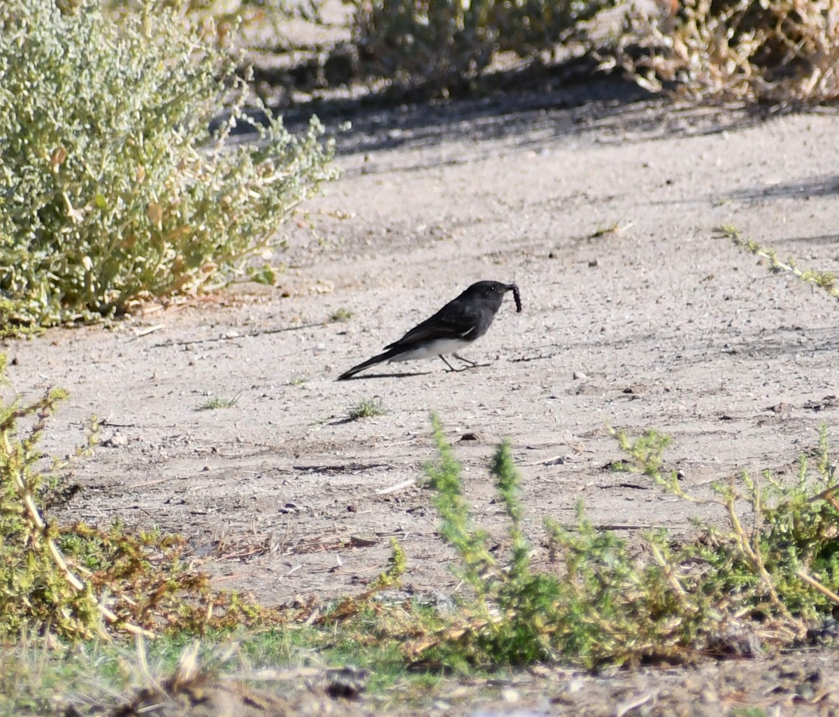 Black Phoebe - ML198492941