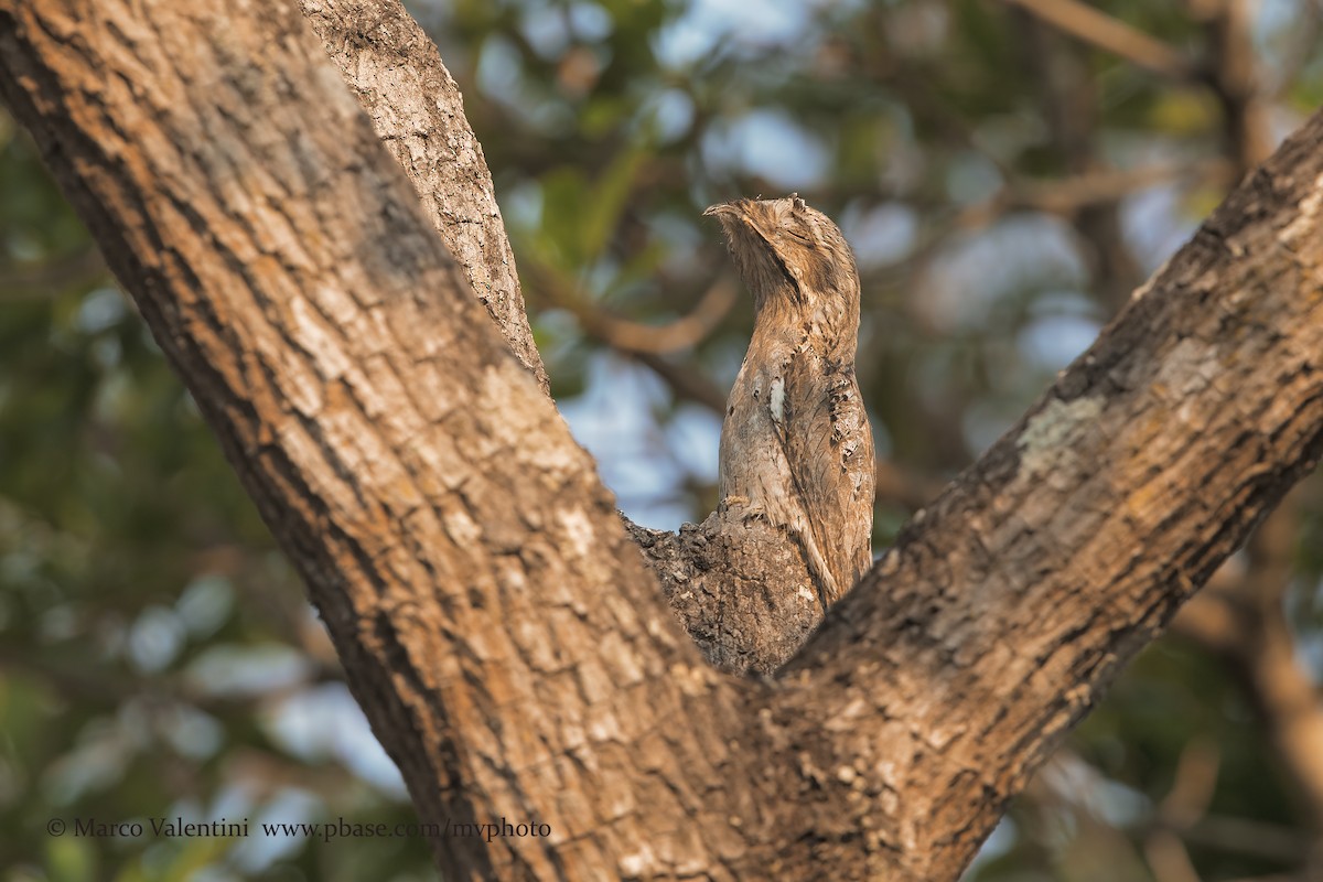 Common Potoo - ML198493551