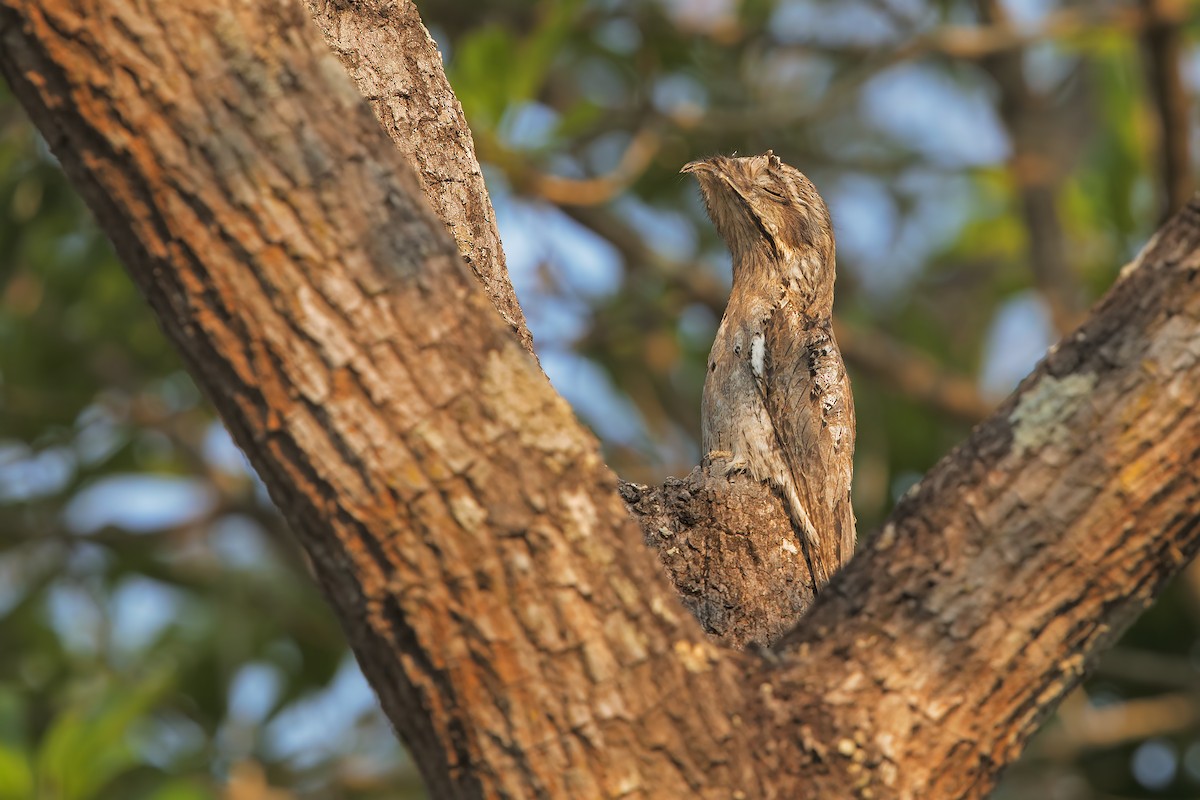 Common Potoo - ML198493611