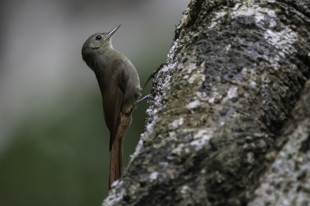 Olivaceous Woodcreeper - ML198494591