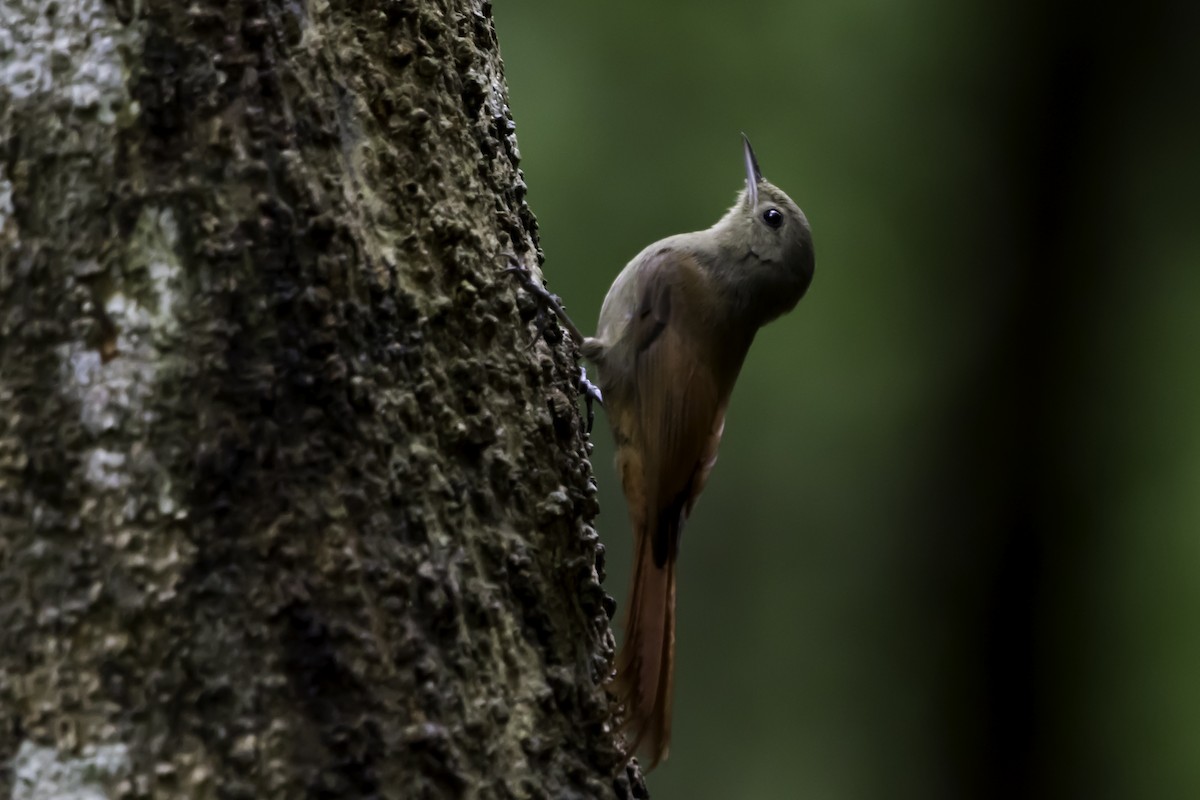 Olivaceous Woodcreeper - ML198494611