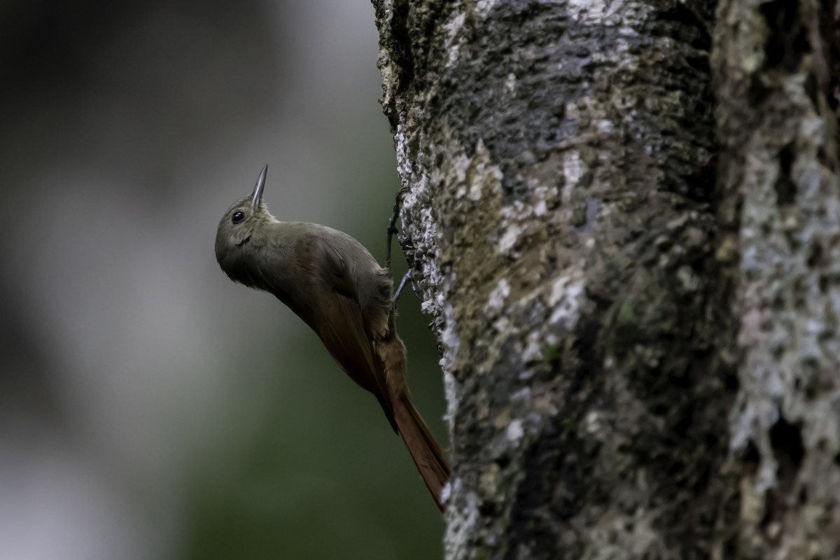 Olivaceous Woodcreeper - ML198494641