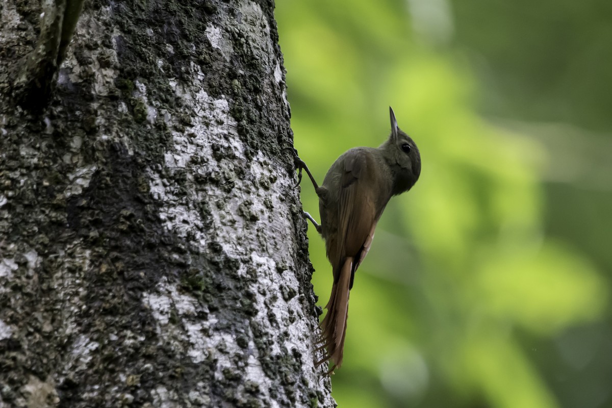 Olivaceous Woodcreeper - ML198494661