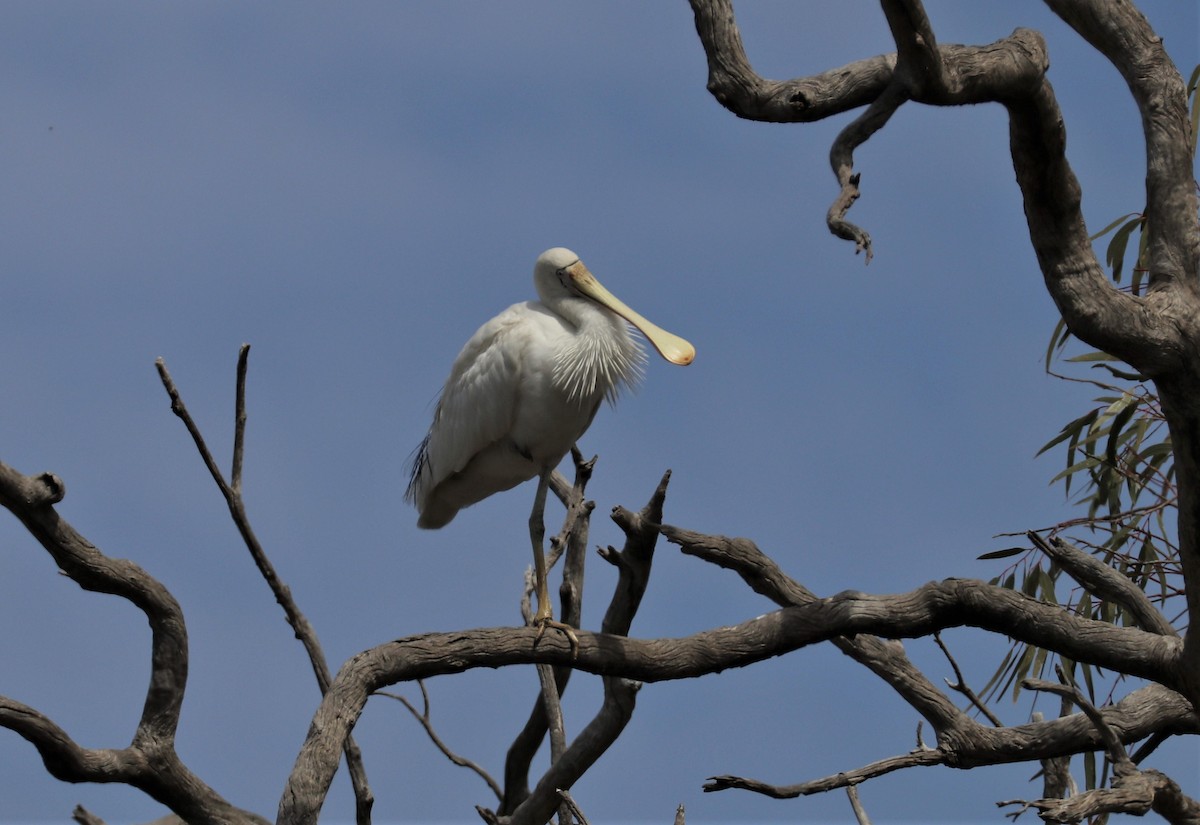 Yellow-billed Spoonbill - ML198494801