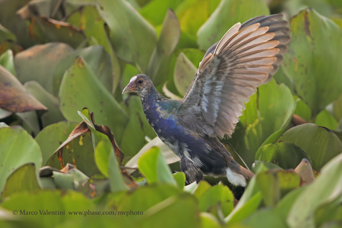 Purple Gallinule - ML198496101