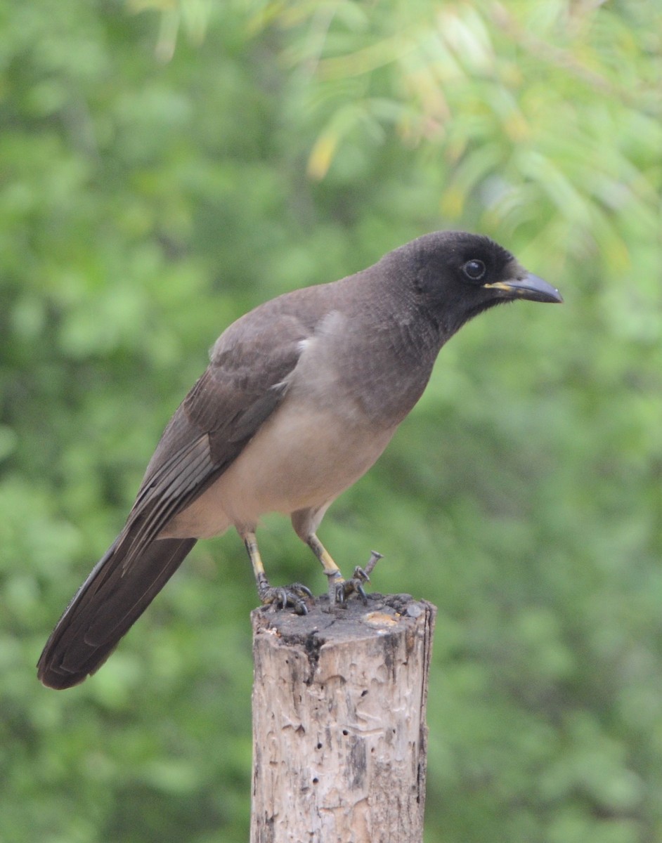 Brown Jay - Matt Stenger