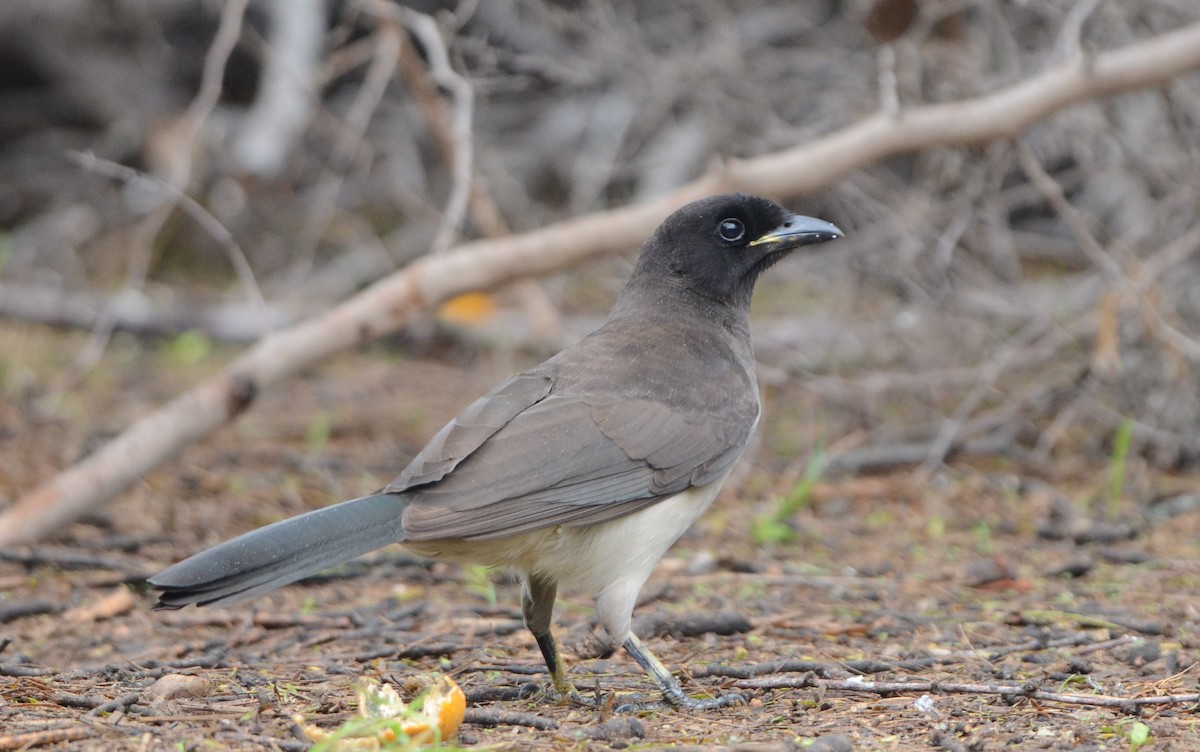 Brown Jay - Matt Stenger