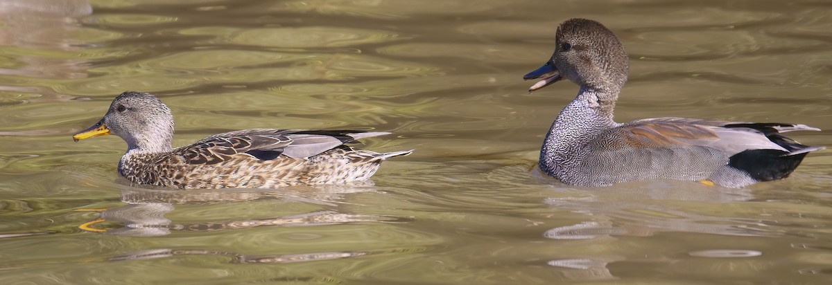 Gadwall - ML198498091