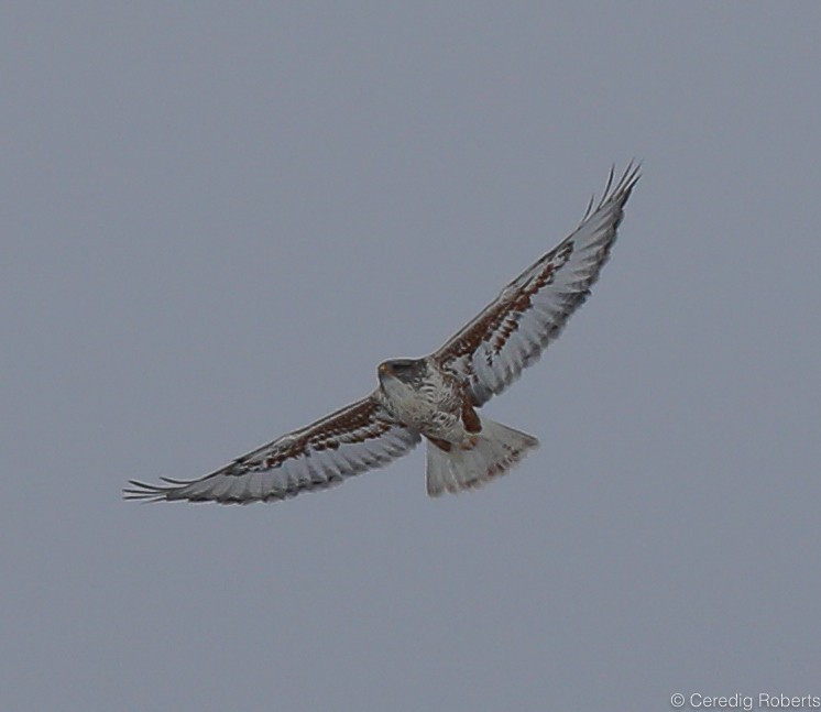 Königsbussard - ML198499151