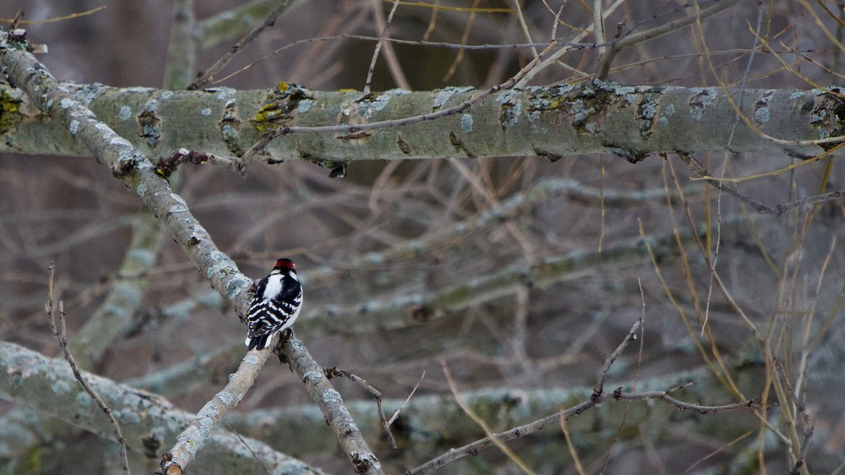 Downy Woodpecker - ML198499361