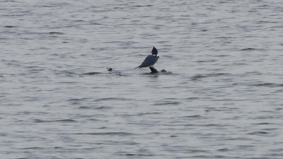 Belted Kingfisher - ML198500051