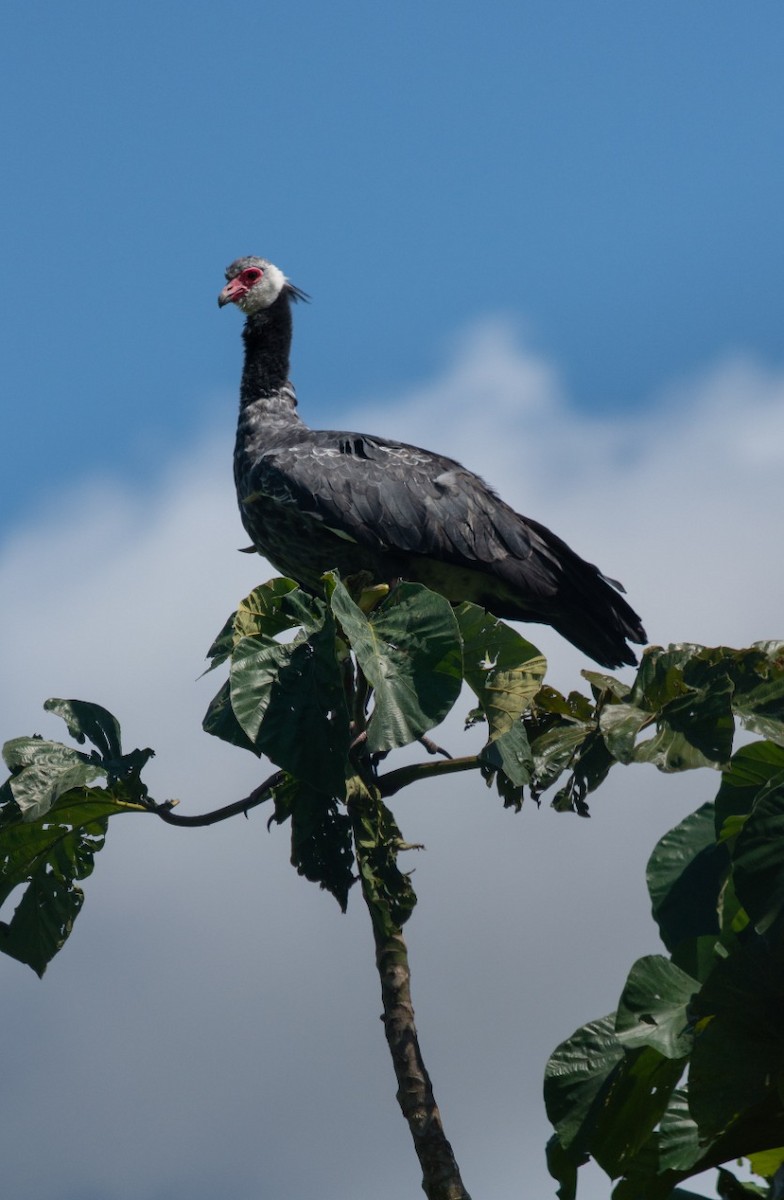 Northern Screamer - ML198501021