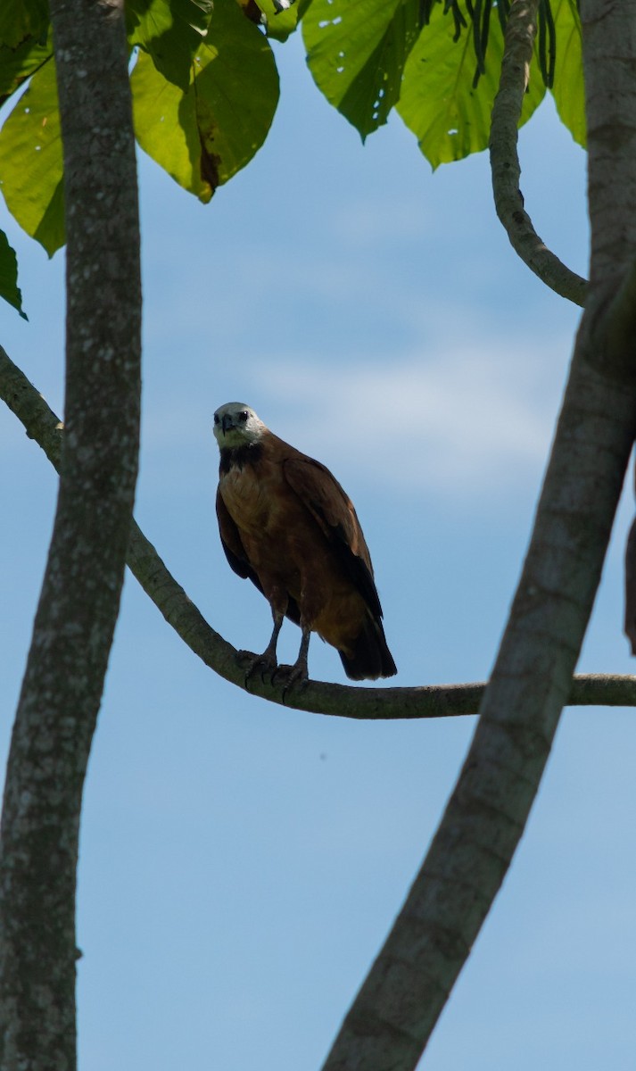 Black-collared Hawk - ML198501241