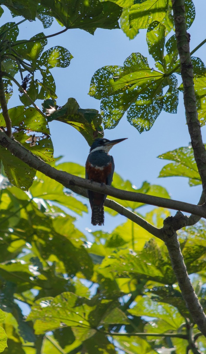 Ringed Kingfisher - ML198501291