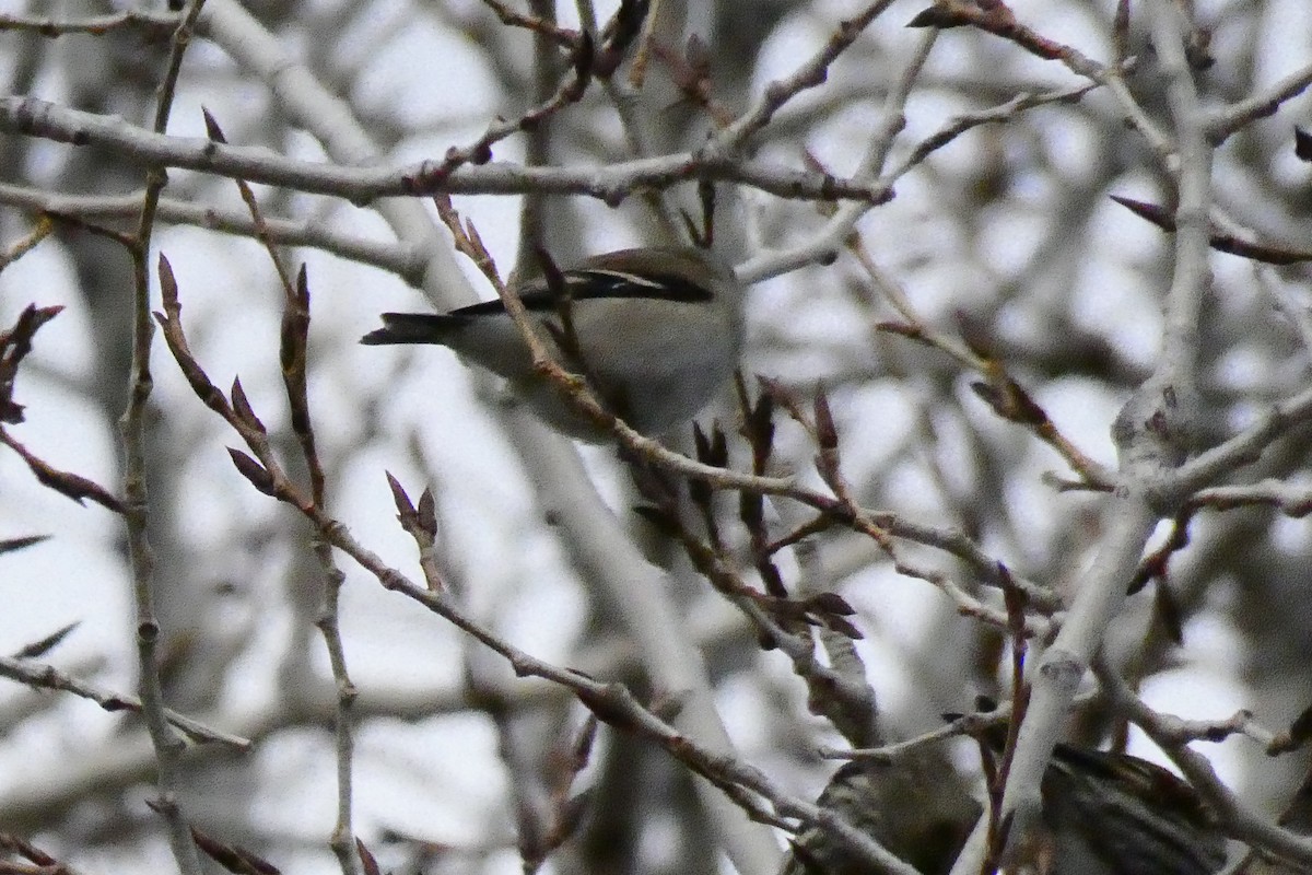 American Goldfinch - ML198501351