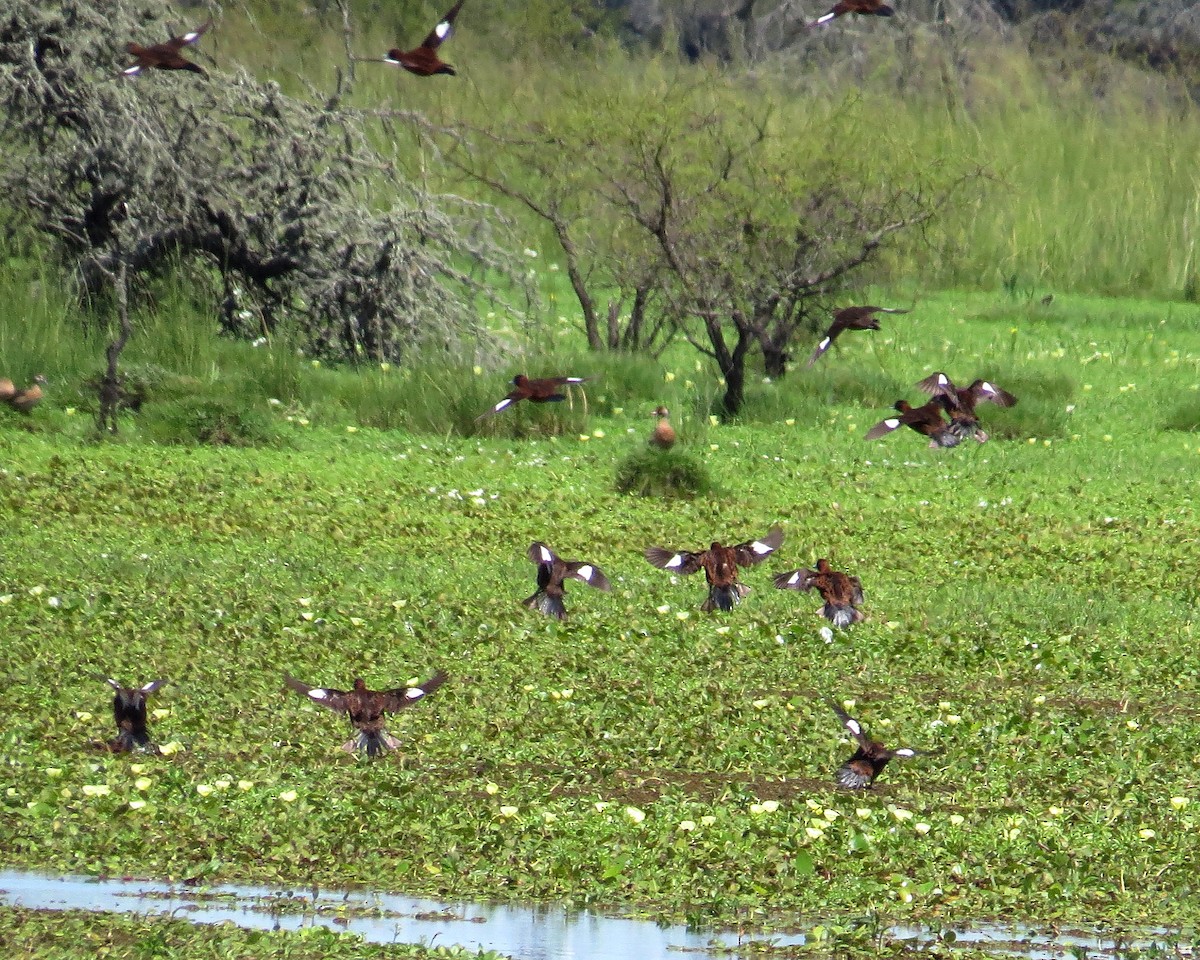 Masked Duck - ML198501411