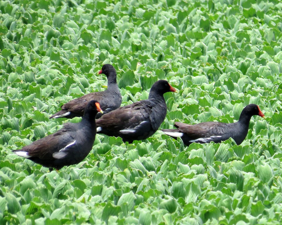 Common Gallinule - ML198501441