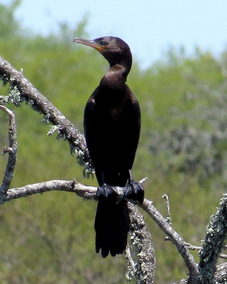 Neotropic Cormorant - ML198502081
