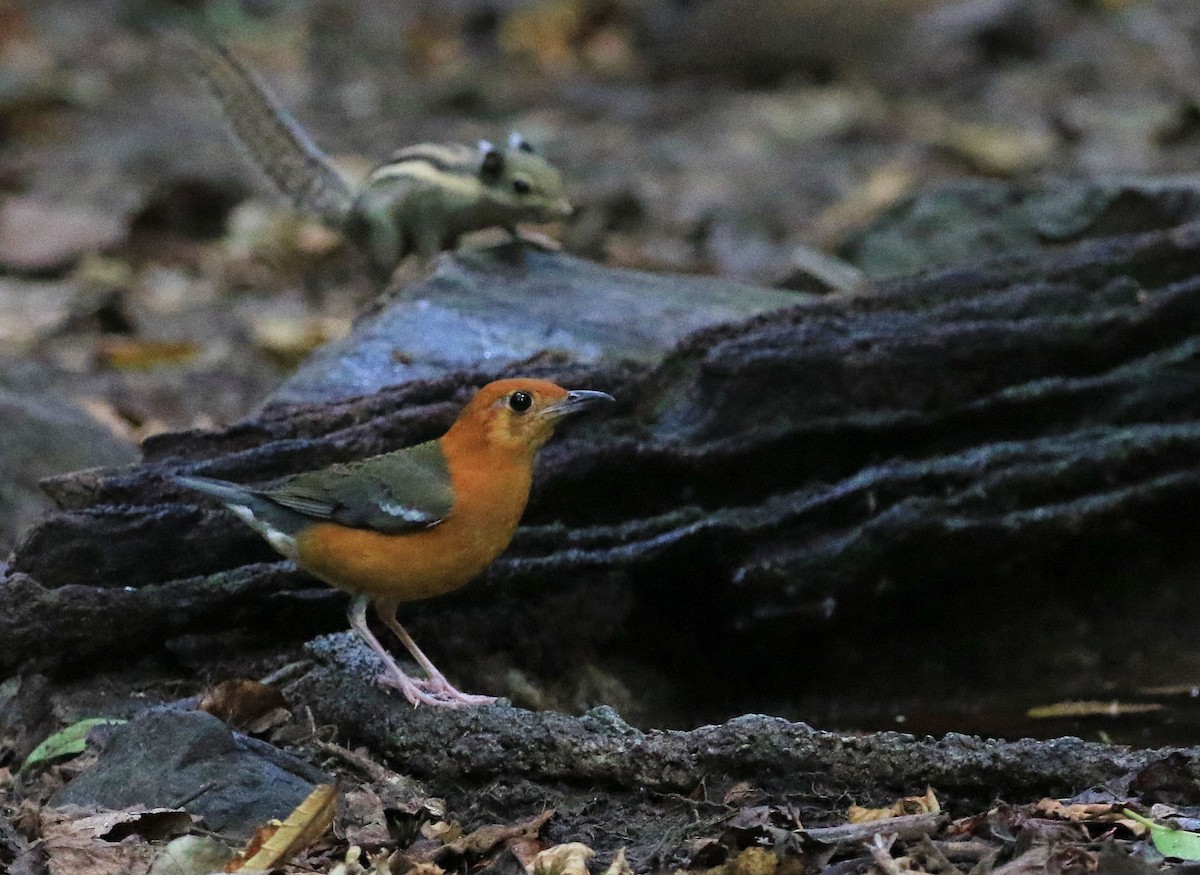 Grive à tête orange - ML198506901