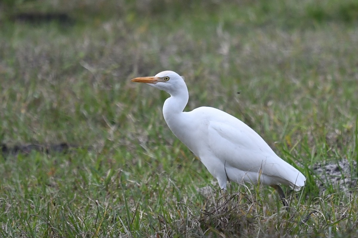 Western Cattle Egret - John Wolaver