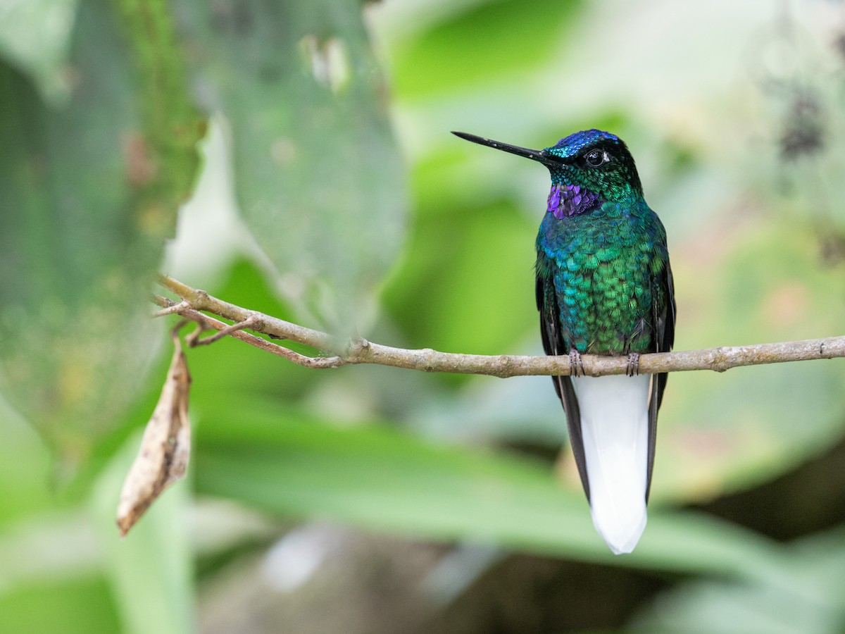 White-tailed Starfrontlet - Nick Athanas