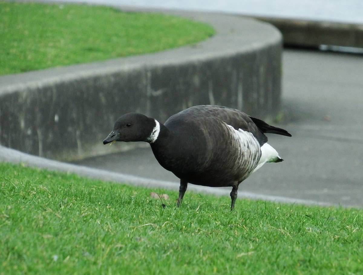 Brant (Black) - ML198509501