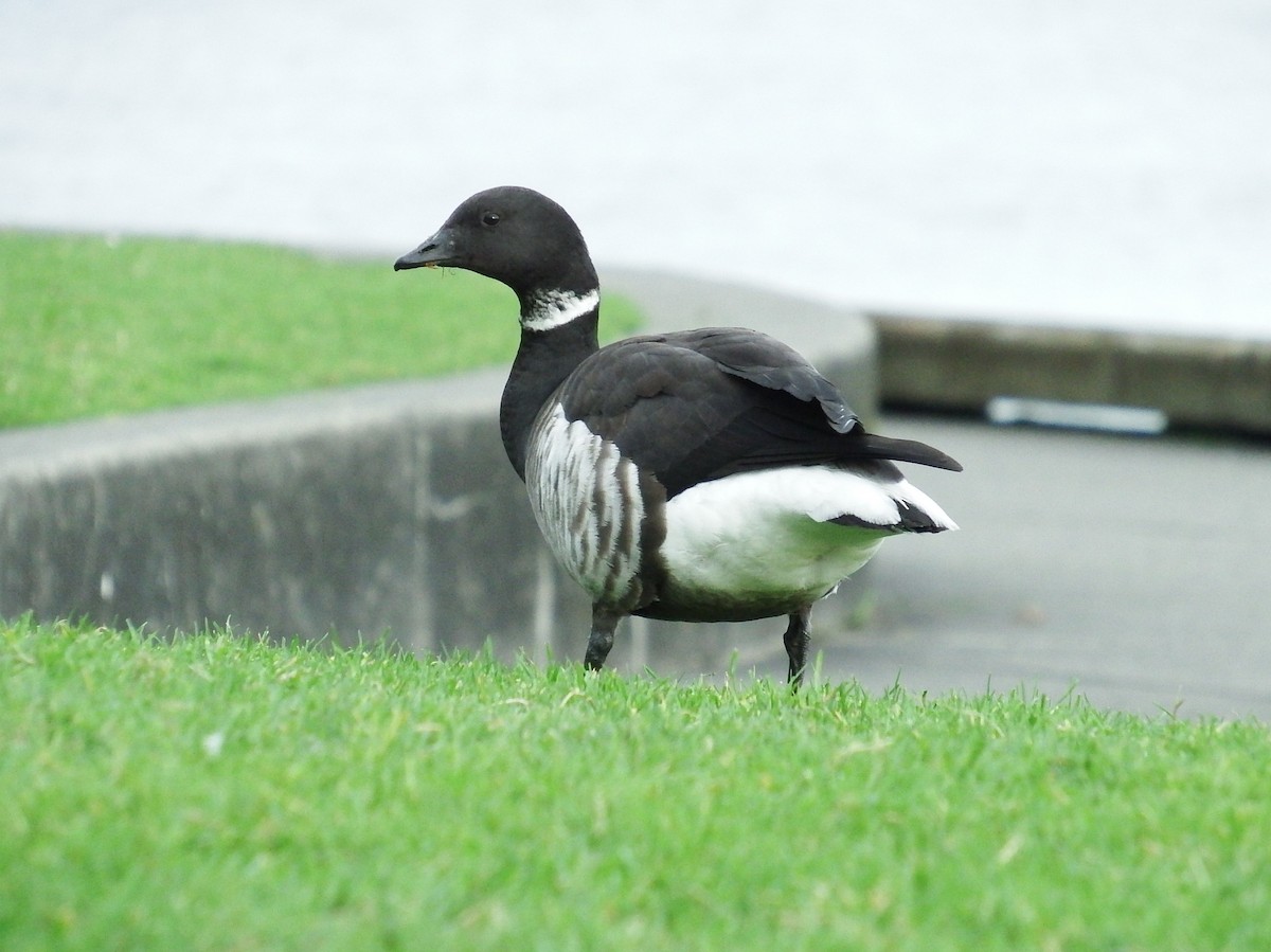 Brant (Black) - ML198509521