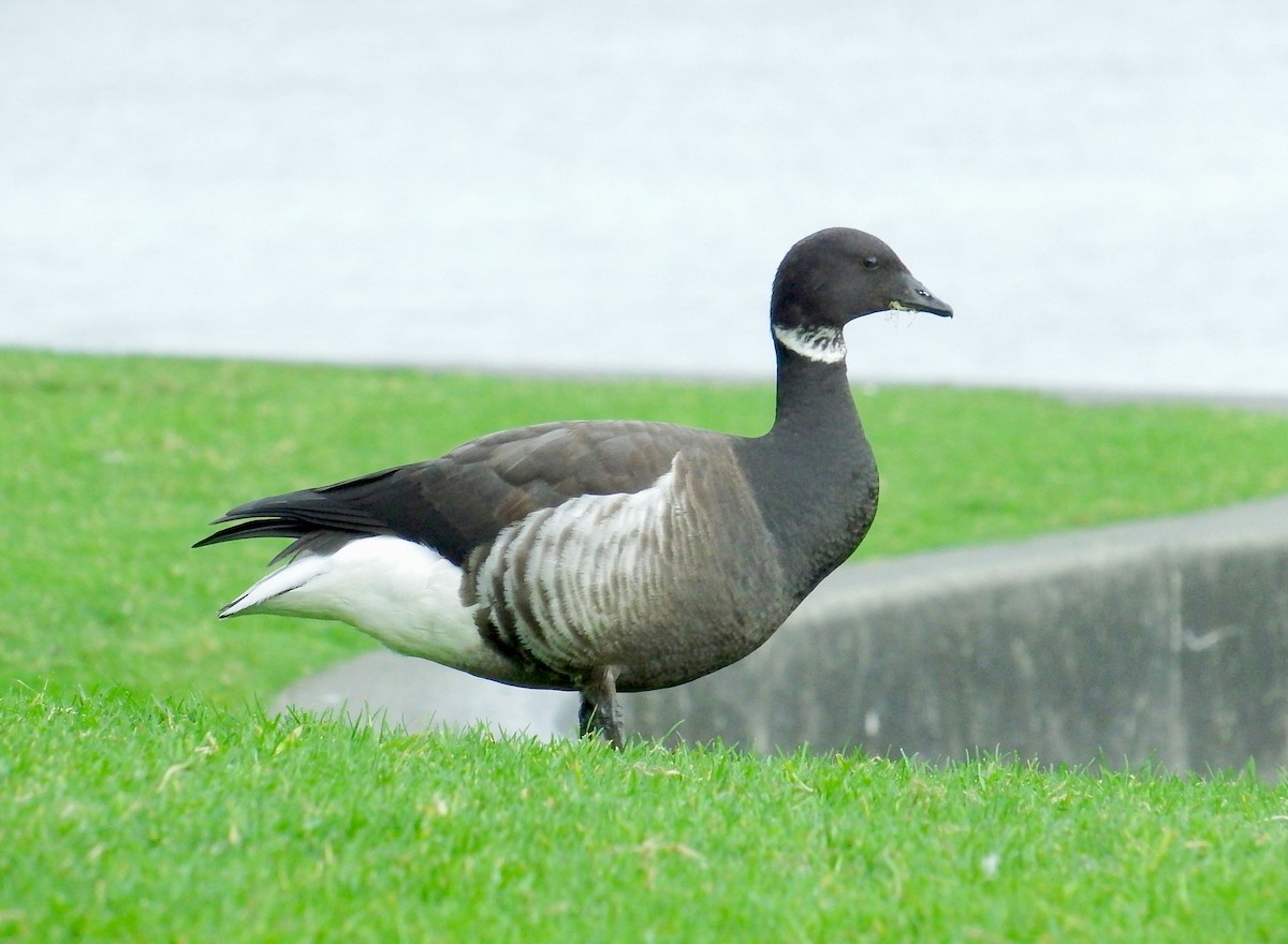 Brant (Black) - ML198509531