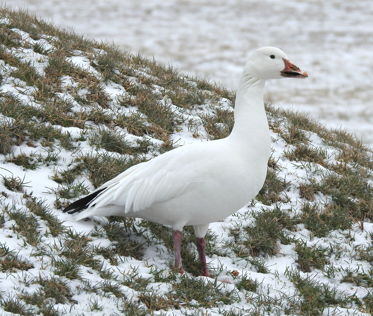 Snow Goose - Mary Alley