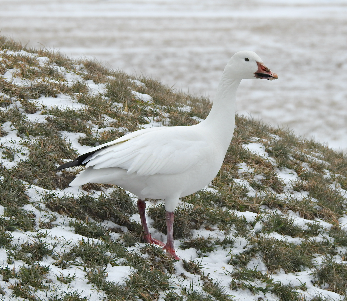 Snow Goose - Mary Alley