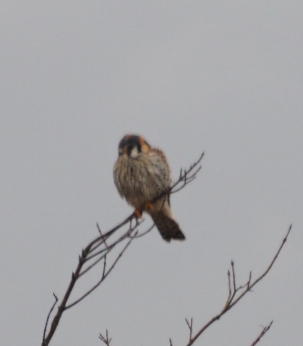 American Kestrel - ML198510471