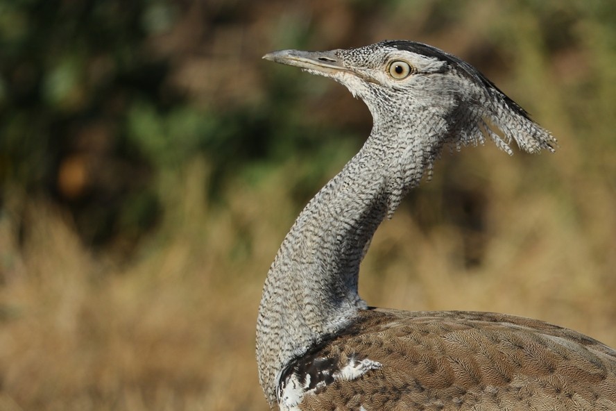 Kori Bustard - ML198510611