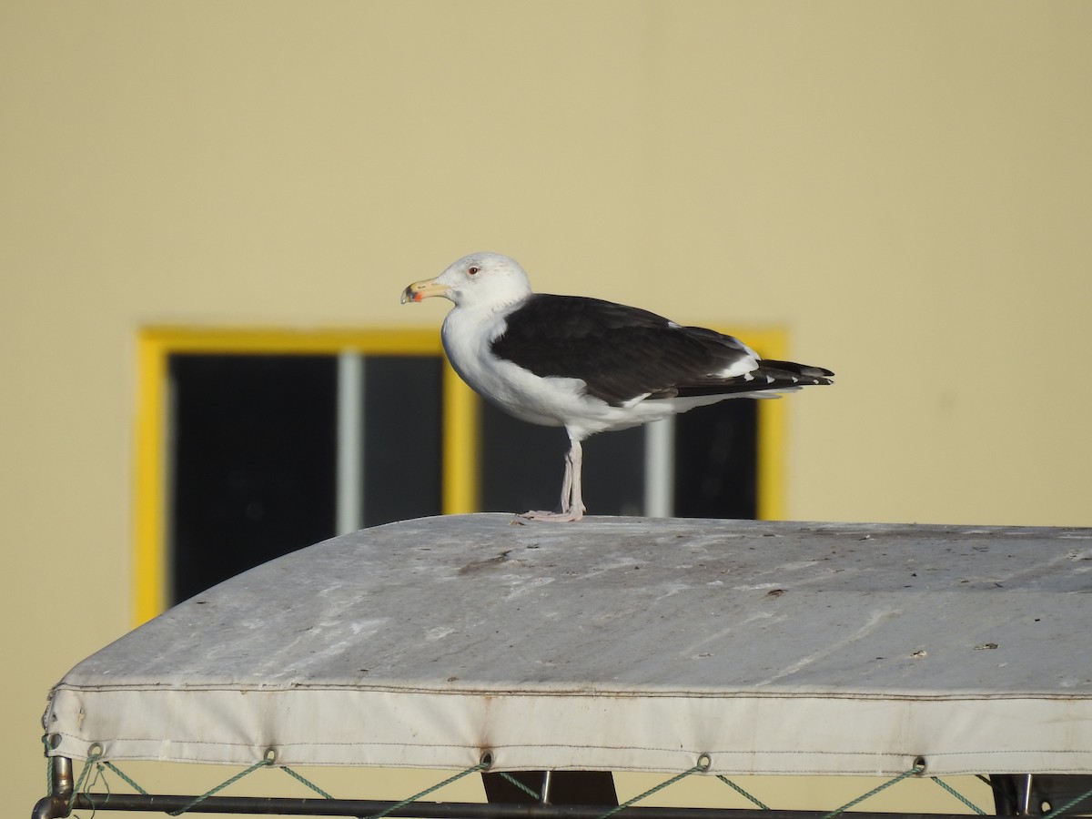 Great Black-backed Gull - ML198511451