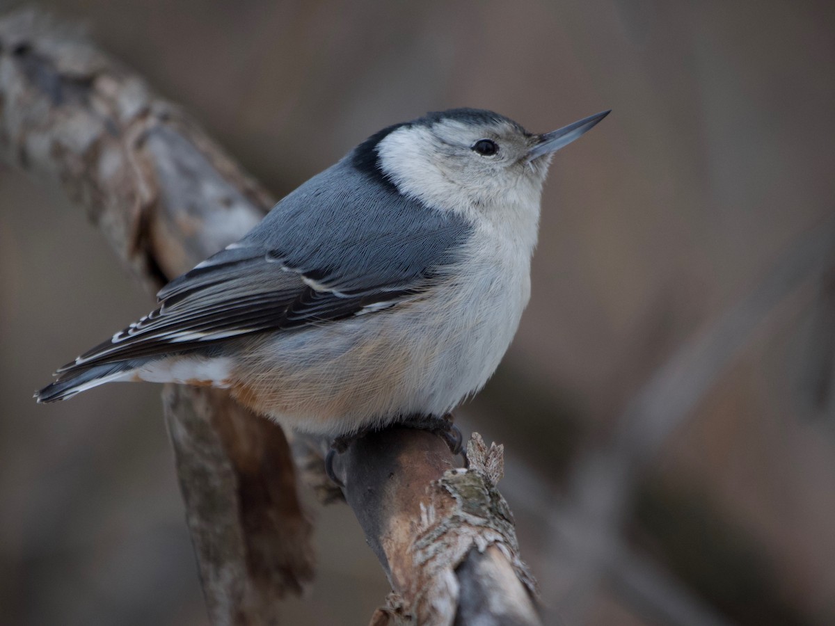 White-breasted Nuthatch - ML198511891