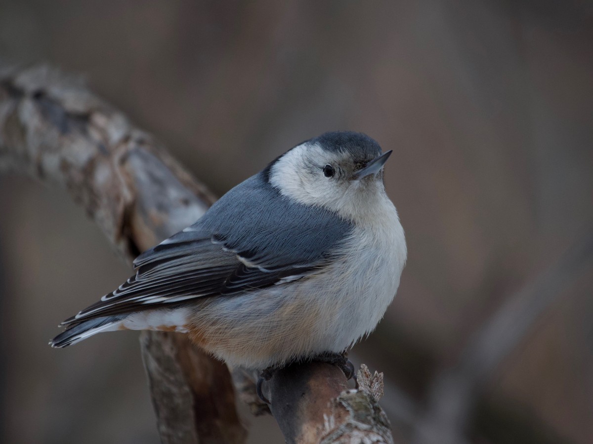 White-breasted Nuthatch - Sylvie Martel / Gaétan Giroux