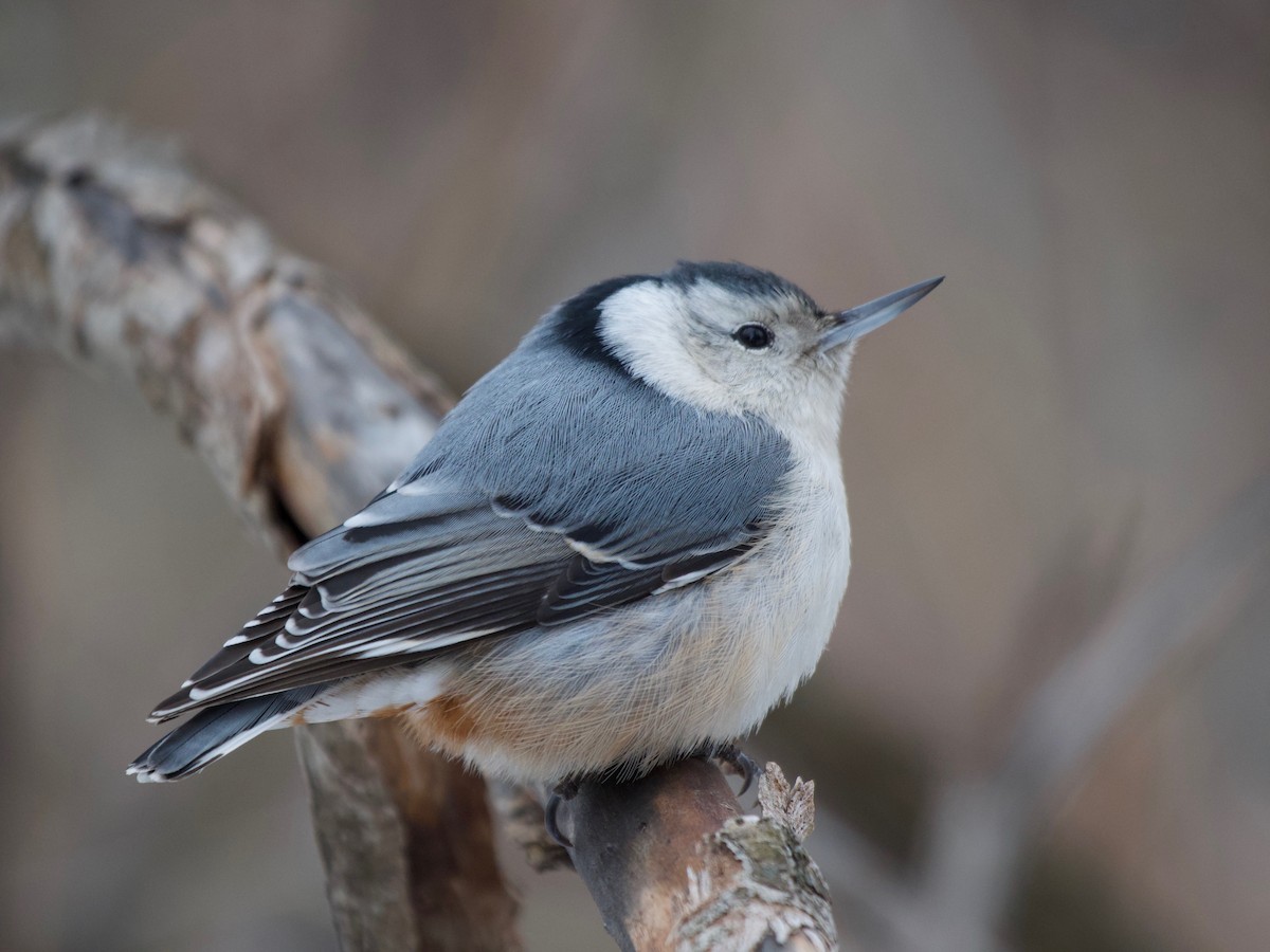 White-breasted Nuthatch - ML198512061
